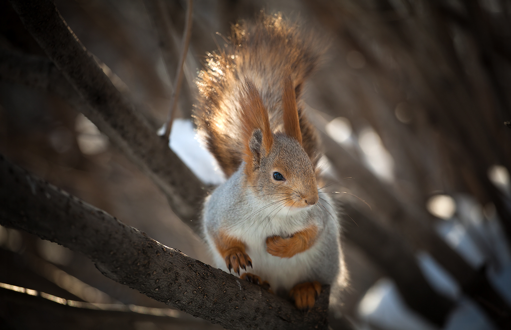 solar squirrel - Владислав Чернов