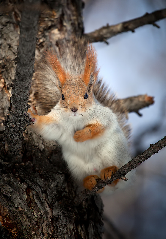 dissatisfied squirrel - Владислав Чернов