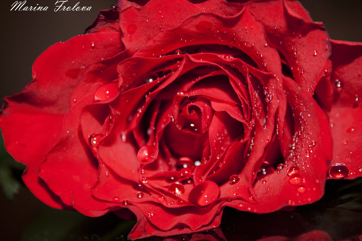 прекрасная роза - Марина Фролова
