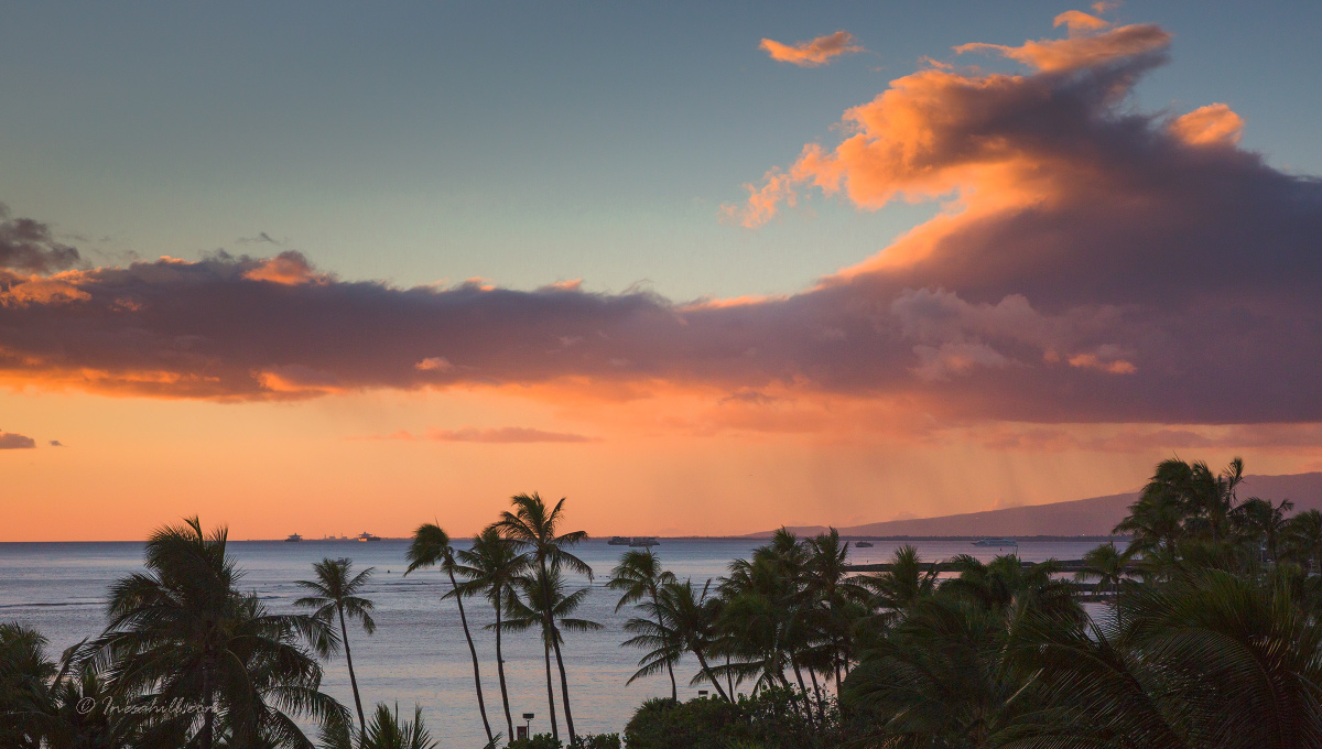 Гавайские закаты - Wattletree -