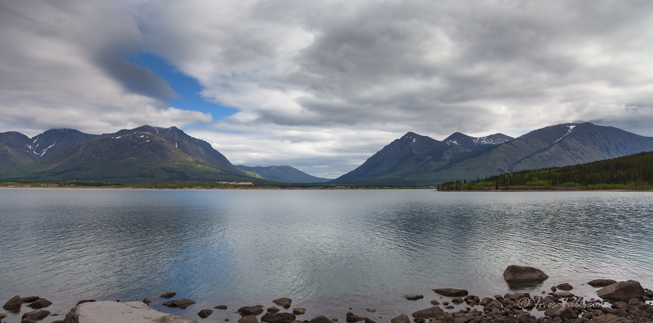 Alaska - Wattletree -