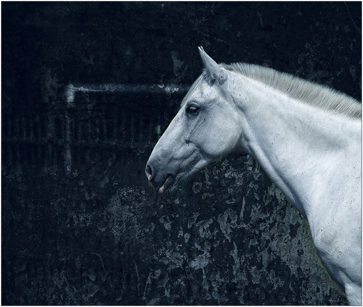 Blue Stallion - Константин Шестов