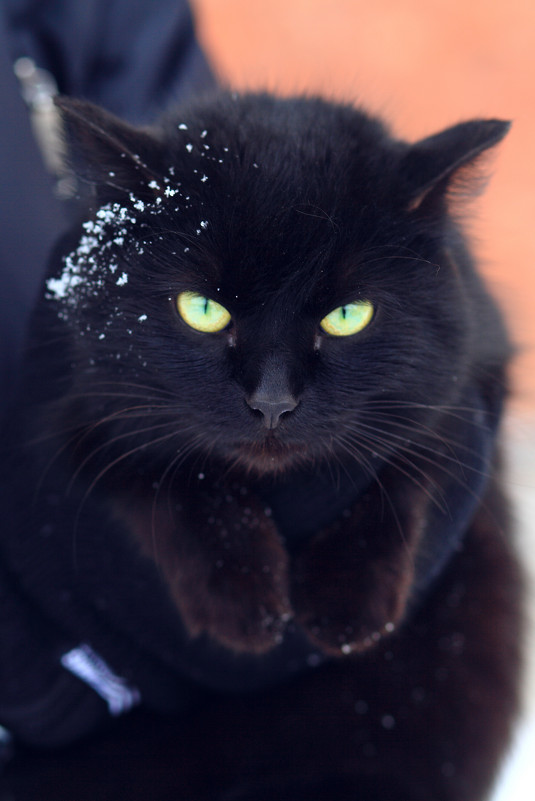 Замерзший кот - Катерина Мишкель