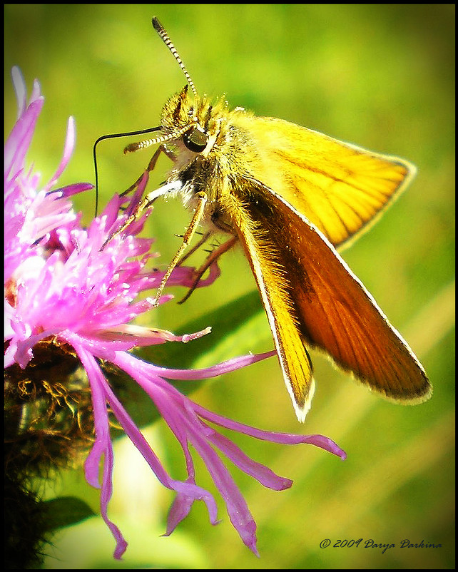 Толстоголовка (Hesperiidae). - Дарья Даркина