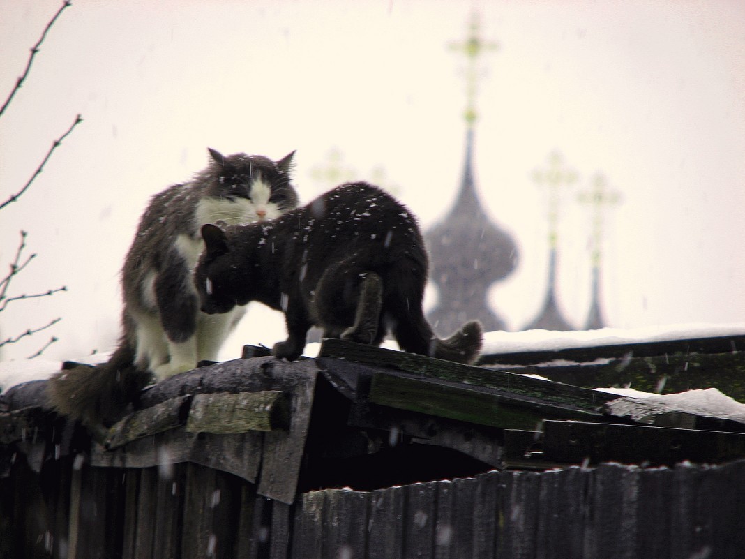 Суздаль. Солнцеворот - Игорь Попов