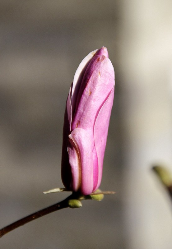 Цветок тюльпанового дерева - Сергей Гурьев