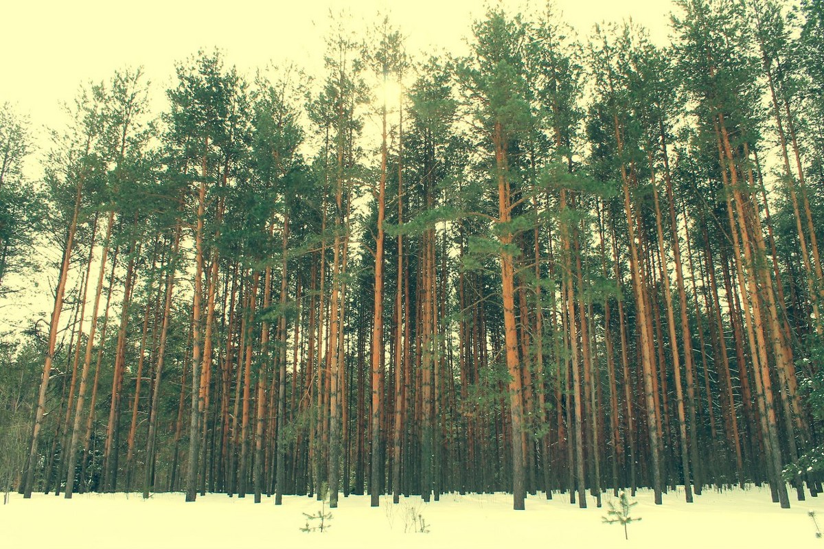 forest - Анастасия Краснова