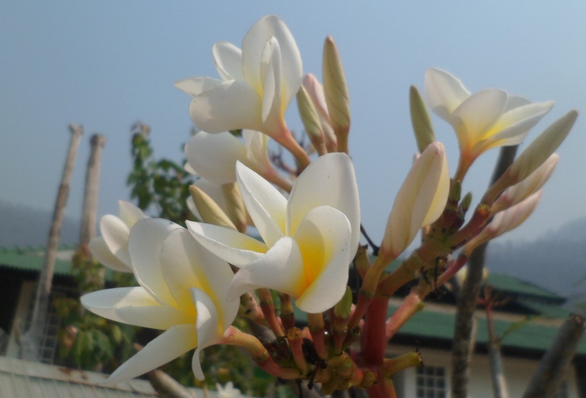 Плумерия , цветы Тайланда - Наталья Елизарова