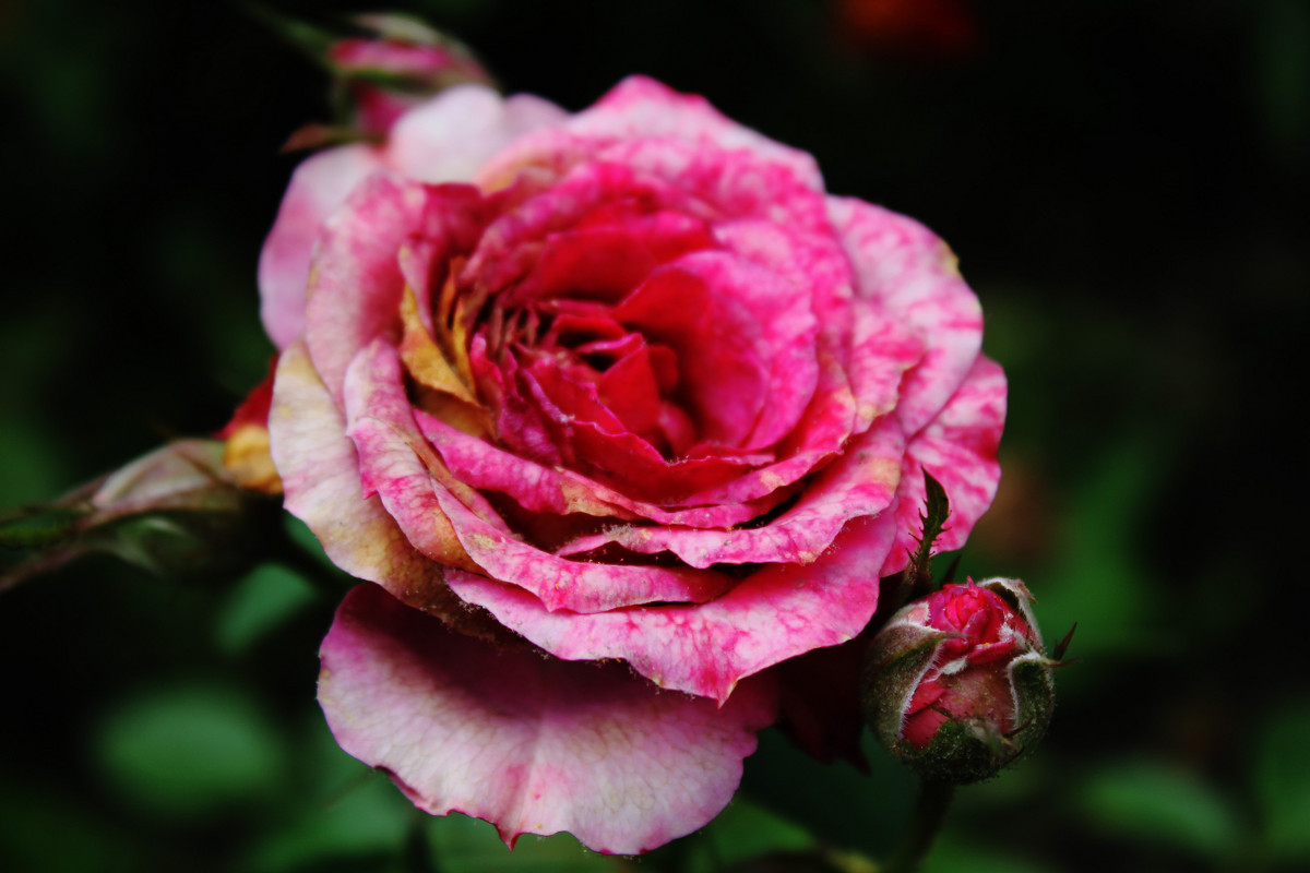 Утренняя роза - Наташа dd