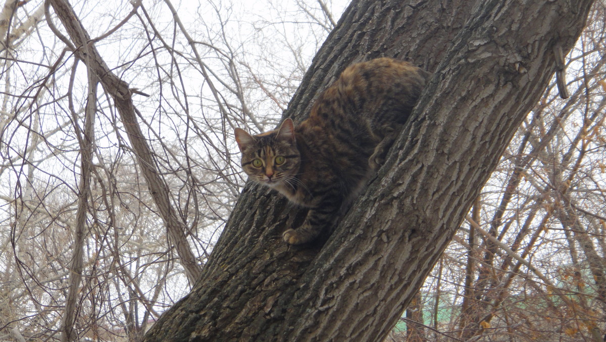 Кошка на дереве - Оксана Попова
