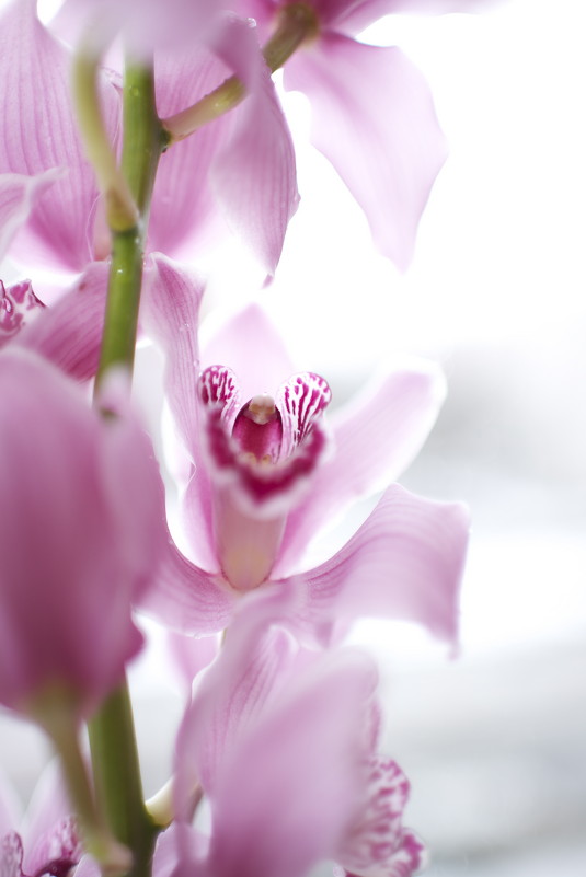 Орхидея - Таня Лоцманова