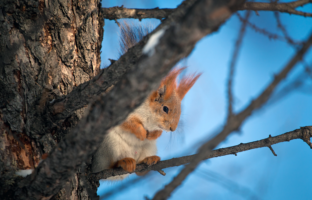 sad squirrel - Владислав Чернов