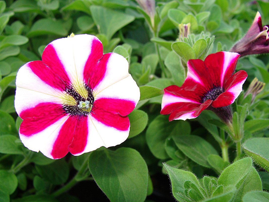 Petunia x aktinsiana Pegasus Special Burgundy Bicolor - laana laadas