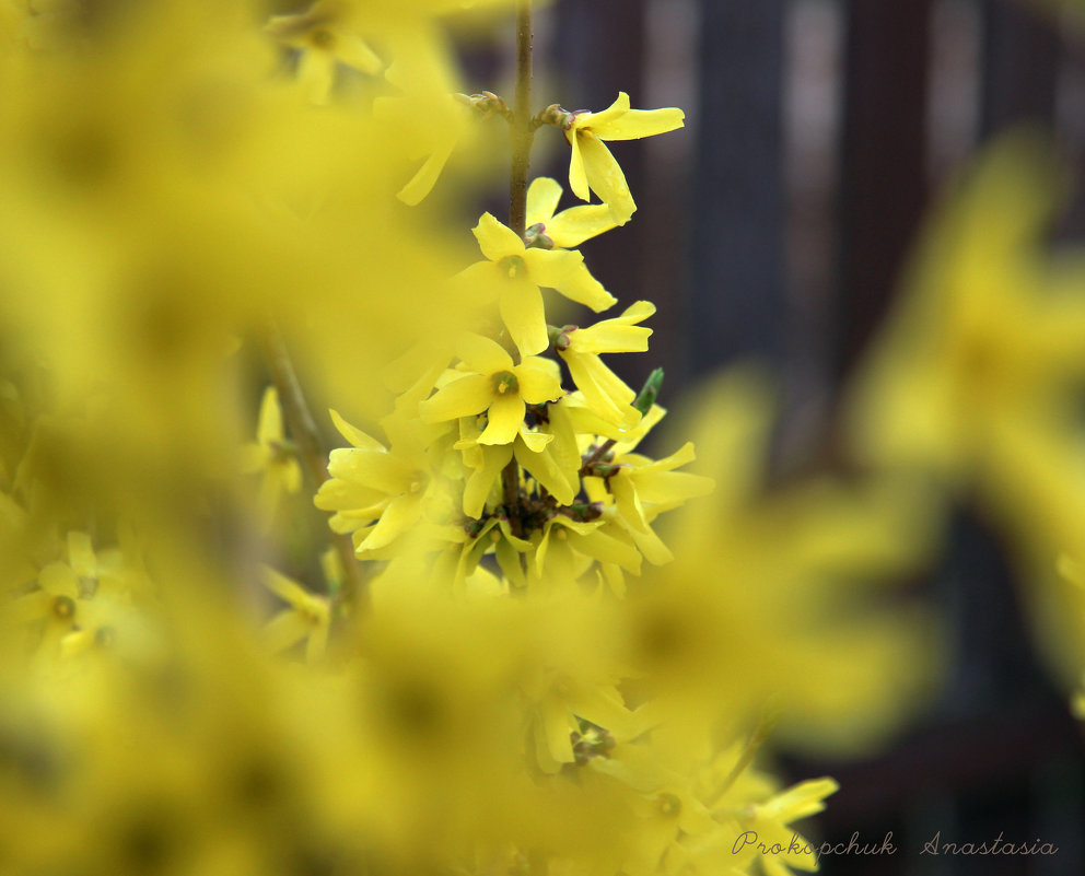 Желтый цвет - Анастасия Прокопчук