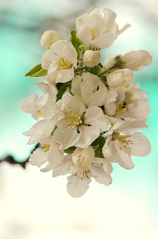 Вот и у нас яблоньки в цвету - Svetlana Galvez
