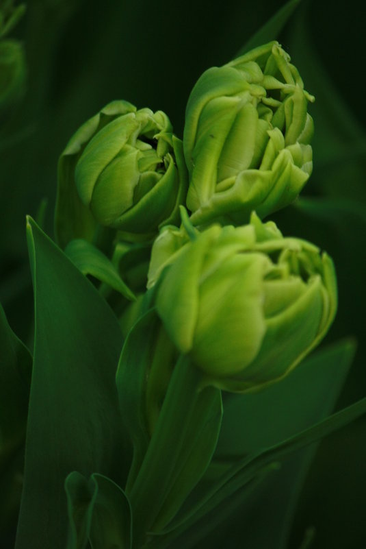 Зелёные тюльпаны - mirtine 