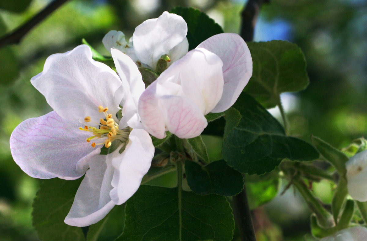 Яблони в цвету... - lady-viola2014 -