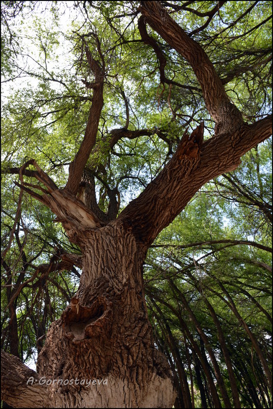 Священному дереву Киели-агаш - более 700 лет. - Anna Gornostayeva