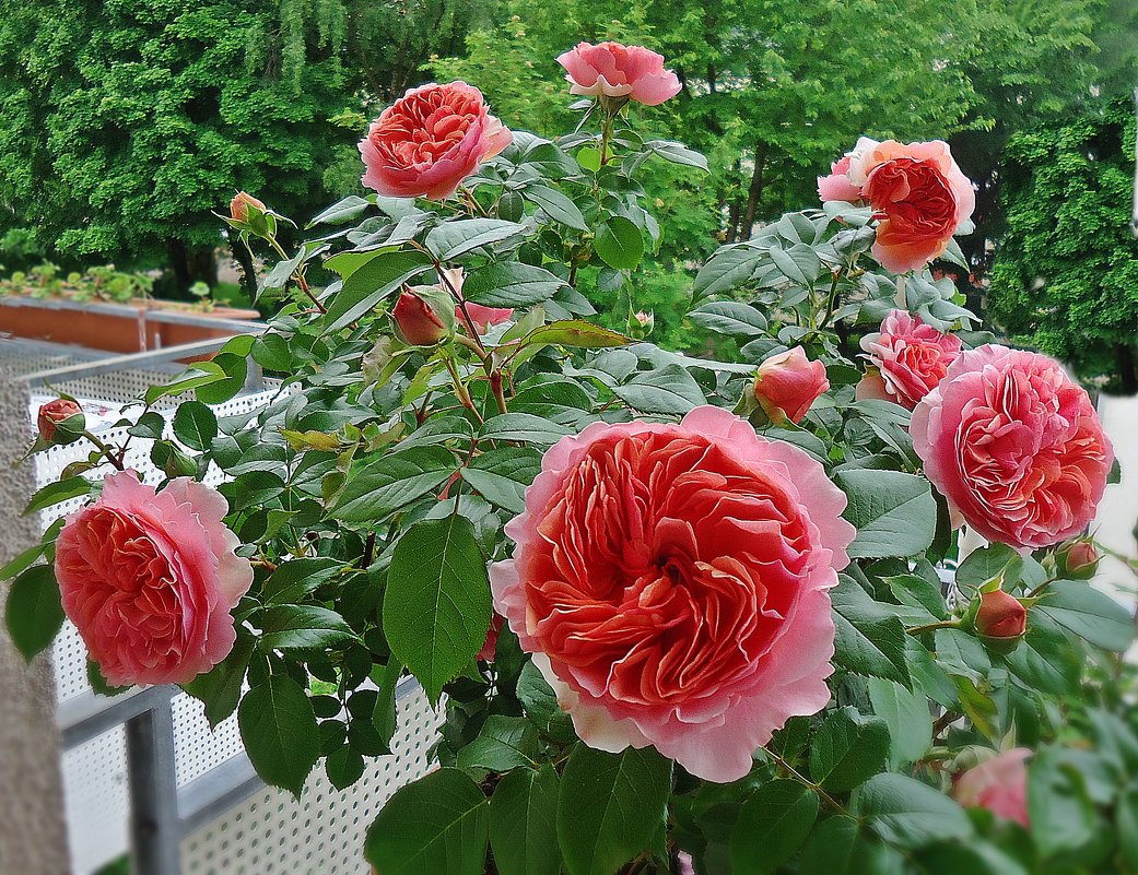 Расцвела на моем балконе роза. «Английские розы»-Розы Девида Остина - Galina Dzubina