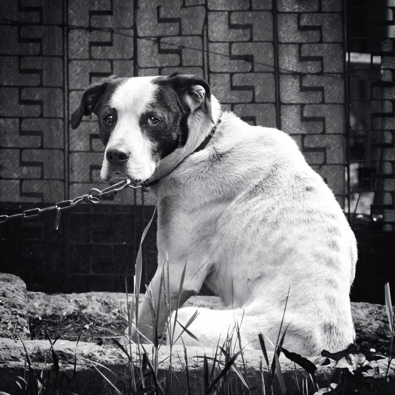 Портрет сторожевого пса - Андрий Майковский