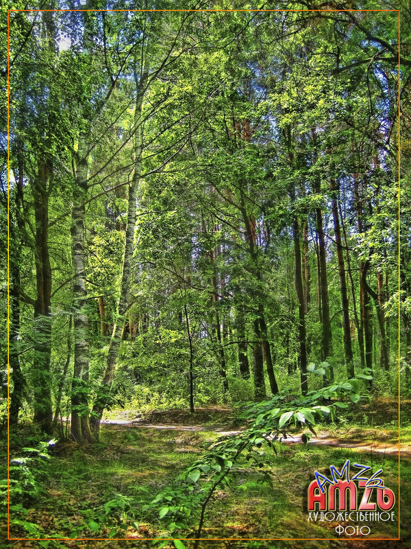 Жаркий полдень в лесу - Анатолий Михайлович
