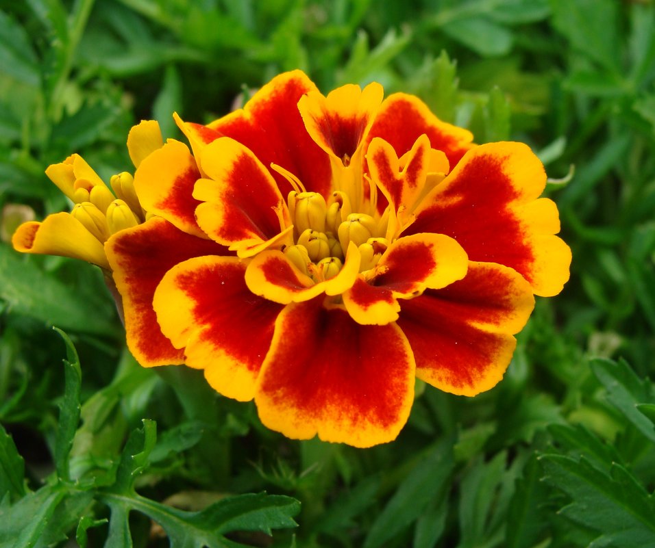 Tagetes - laana laadas