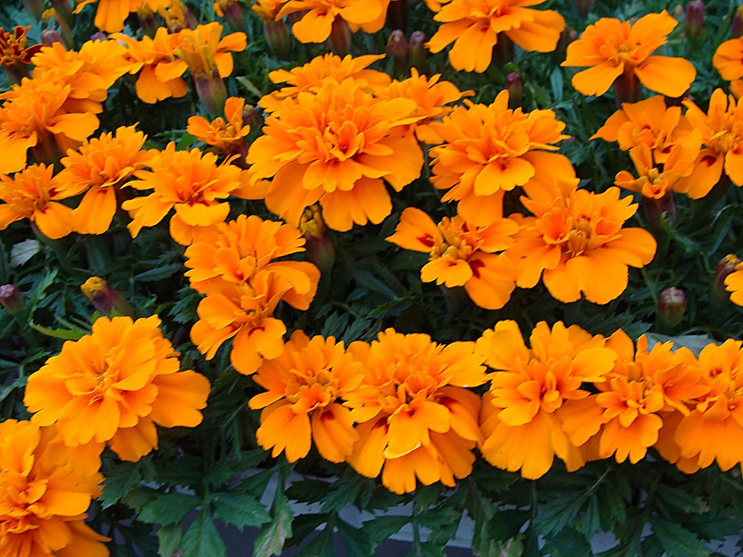 Tagetes - laana laadas