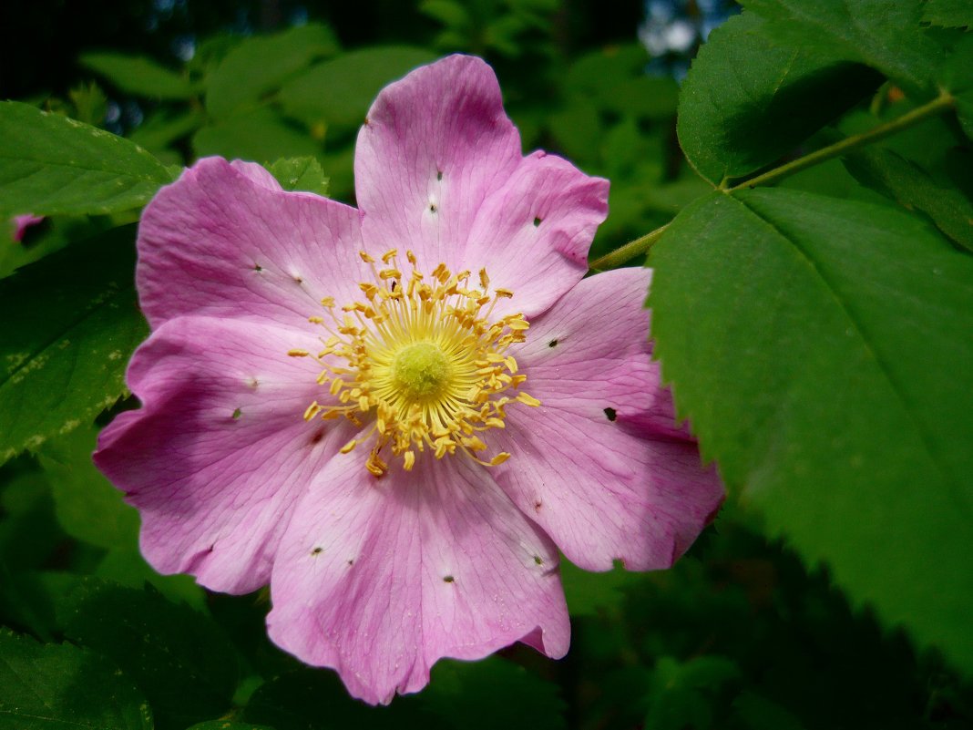 Розовый цветок - Вера Щукина