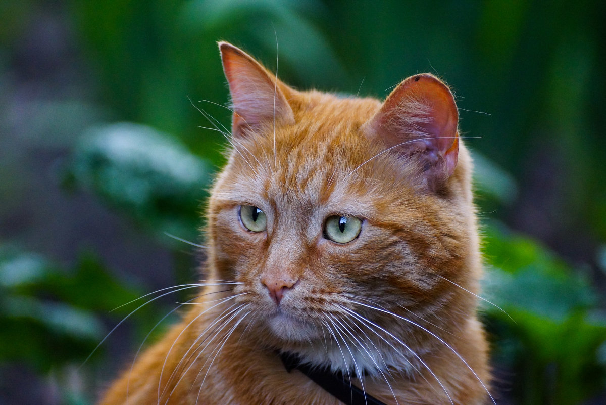 Портрет кота на 3/4... - Андрей Калгин
