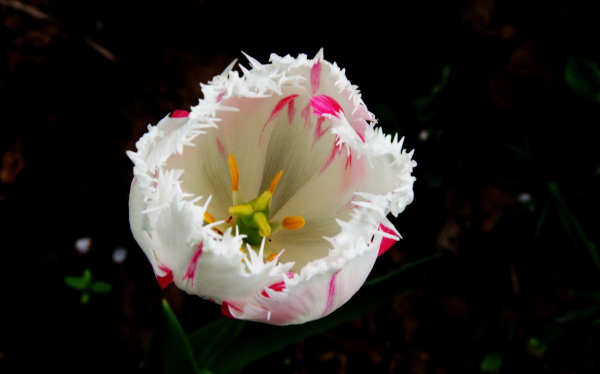 Небыкновенный белый махровый тюльпан - Damir Si