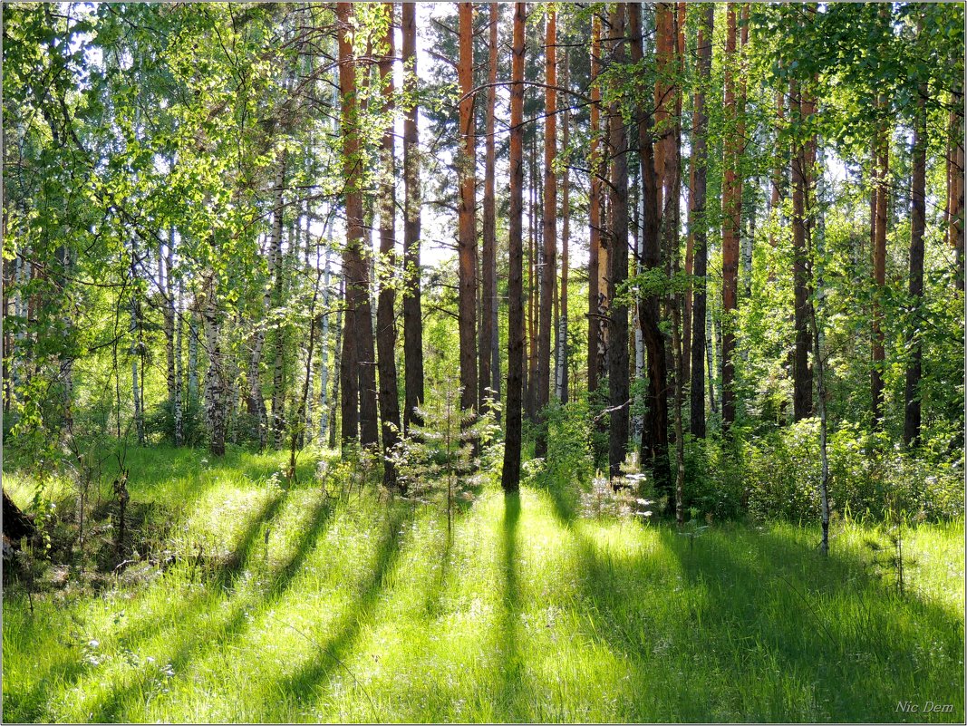 Майский лес - Николай Дементьев 
