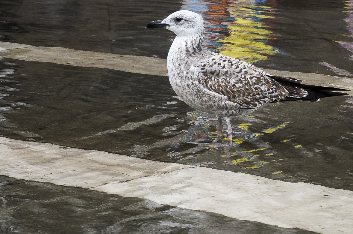 Венеция высокая вода 2014  Città di Venezia - Acqua alta a Venezia - Олег 