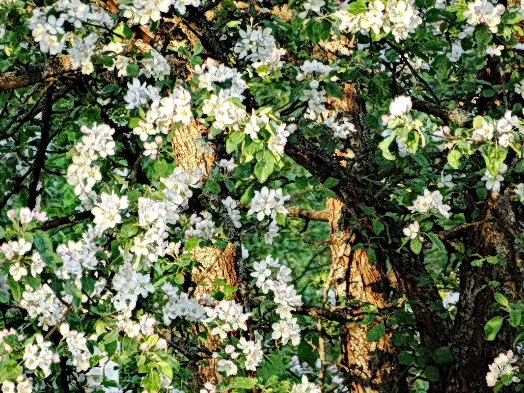 Яблони в цвету – весны кружение - Владимир Гилясев