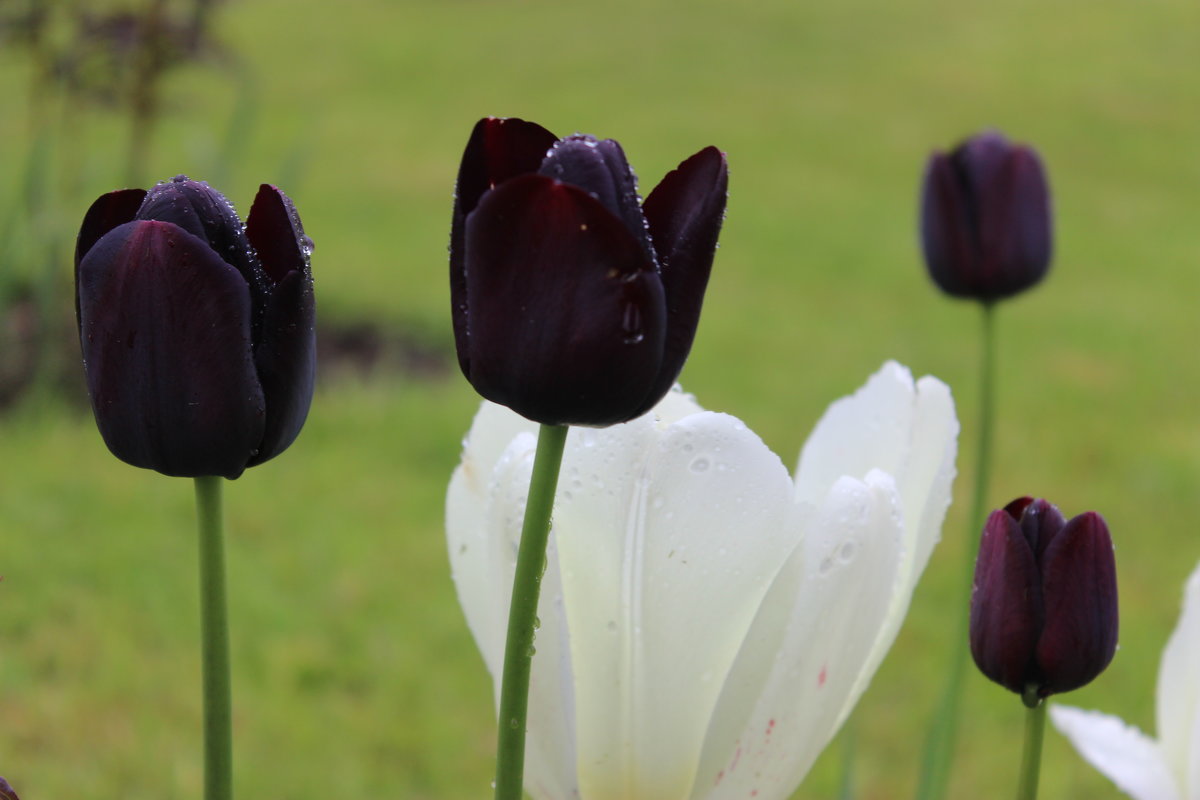 Чёрные тюльпаны - Mariya laimite