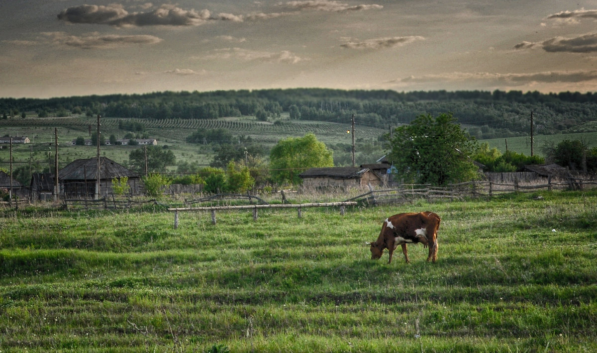 пейзаж с коровой - павел бритшев 