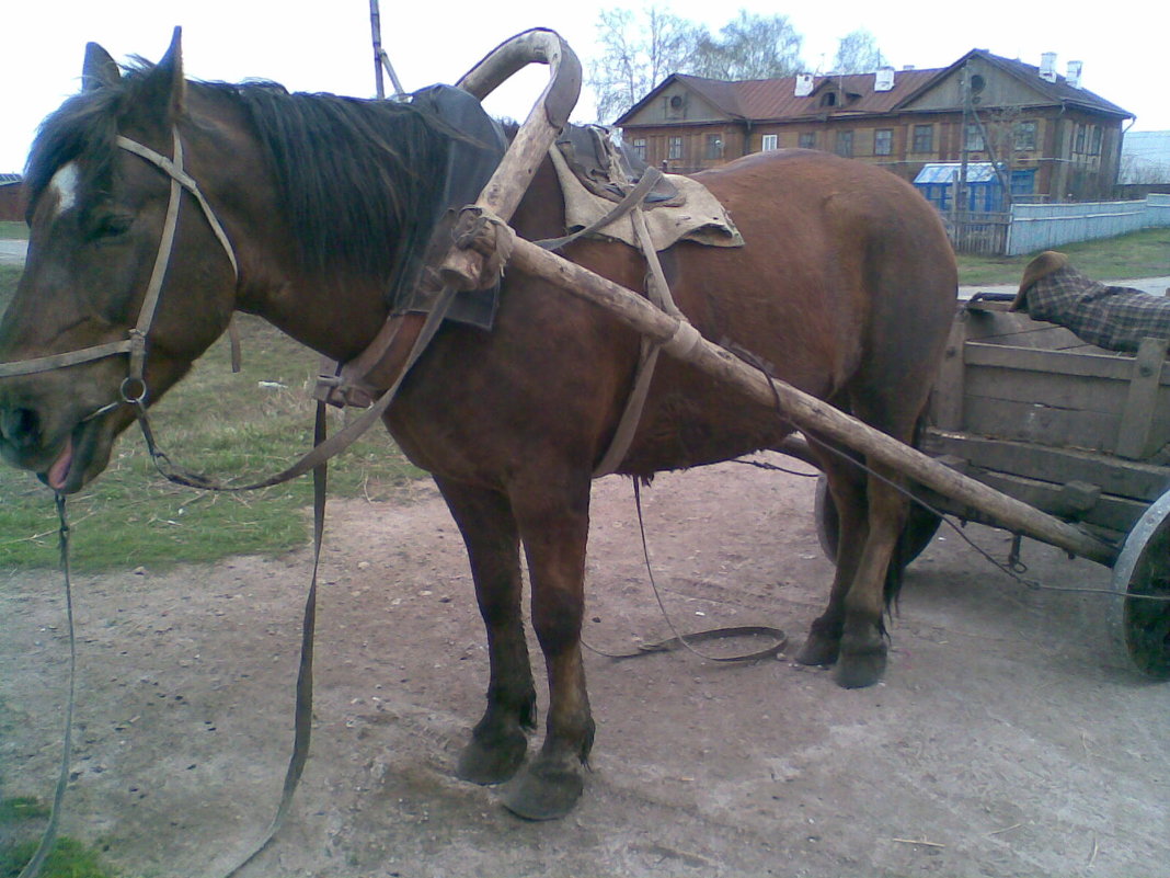 Лошади тоже бывают рабочими - Владимир Ростовский 