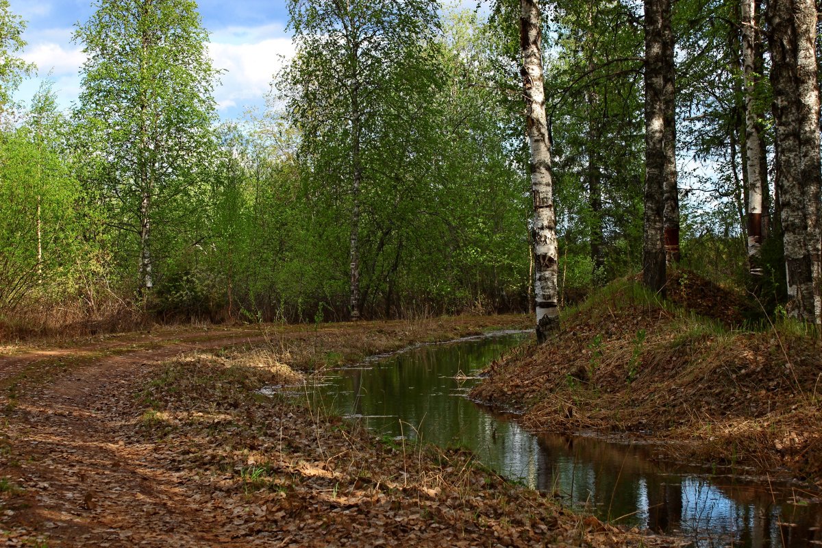 В майском лесу. - Galina S*