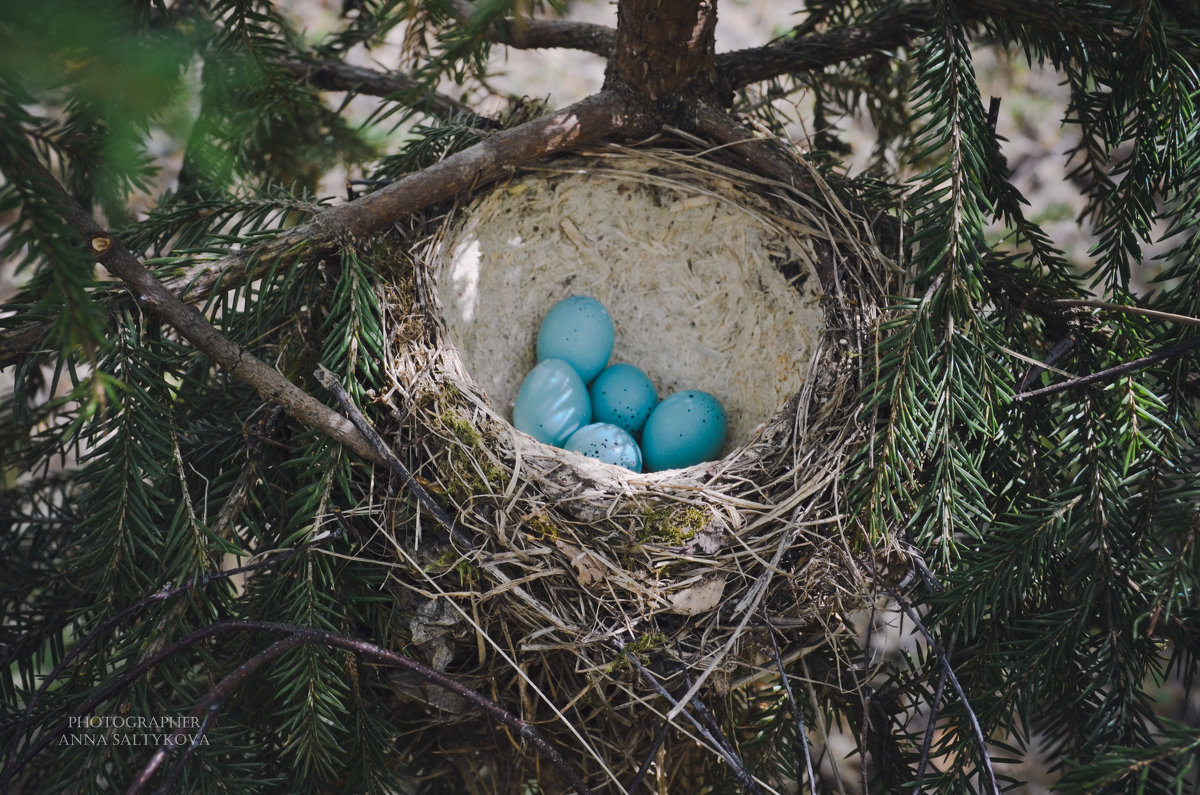Гнездо певчего дрозда - Анна (Анка) Салтыкова
