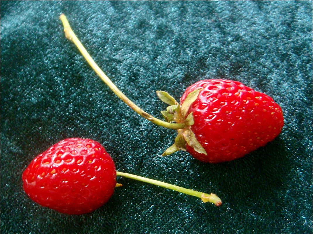 Две сладких ягодки - Нина Корешкова