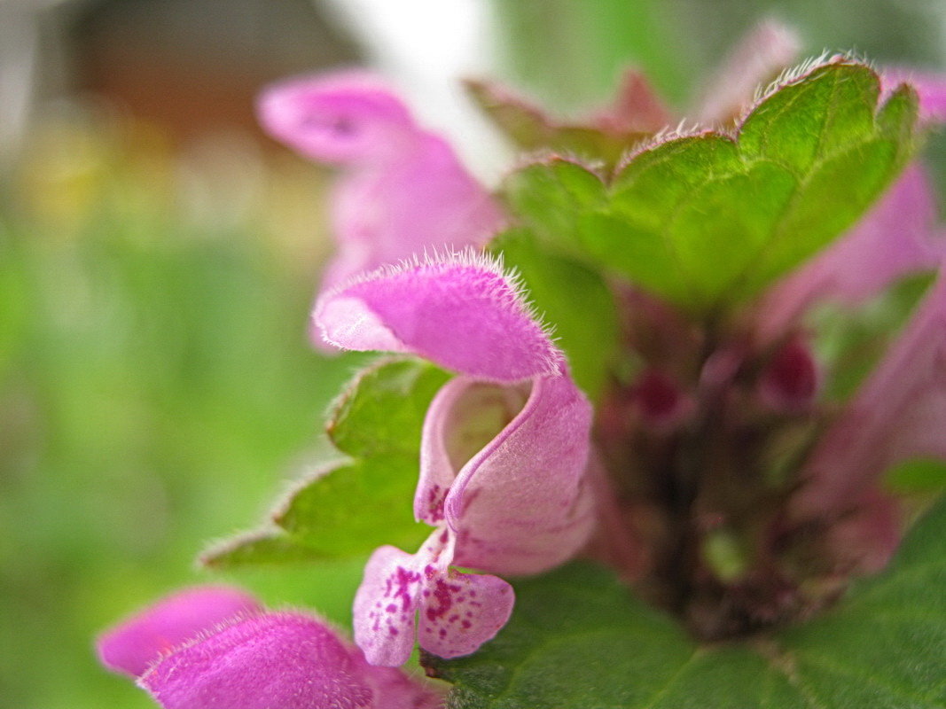 Mentha rotundifolia. Мята и её цветок - Владимир Гилясев