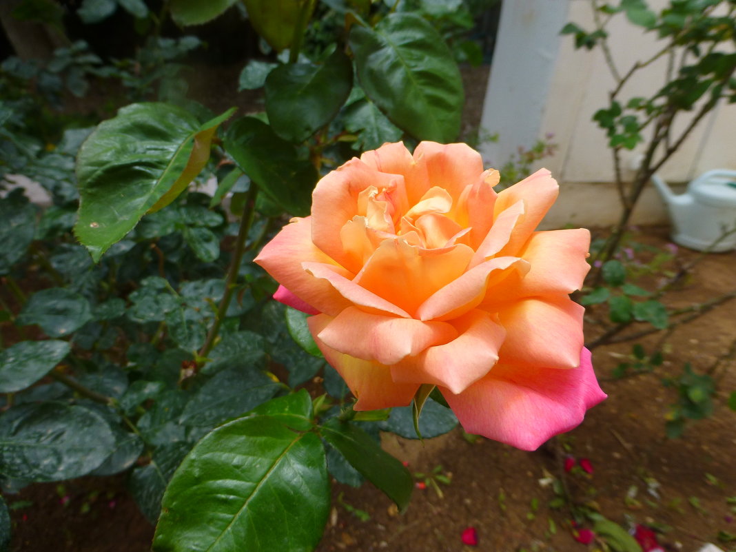 Прекрасная роза, цвета зари - Марк 