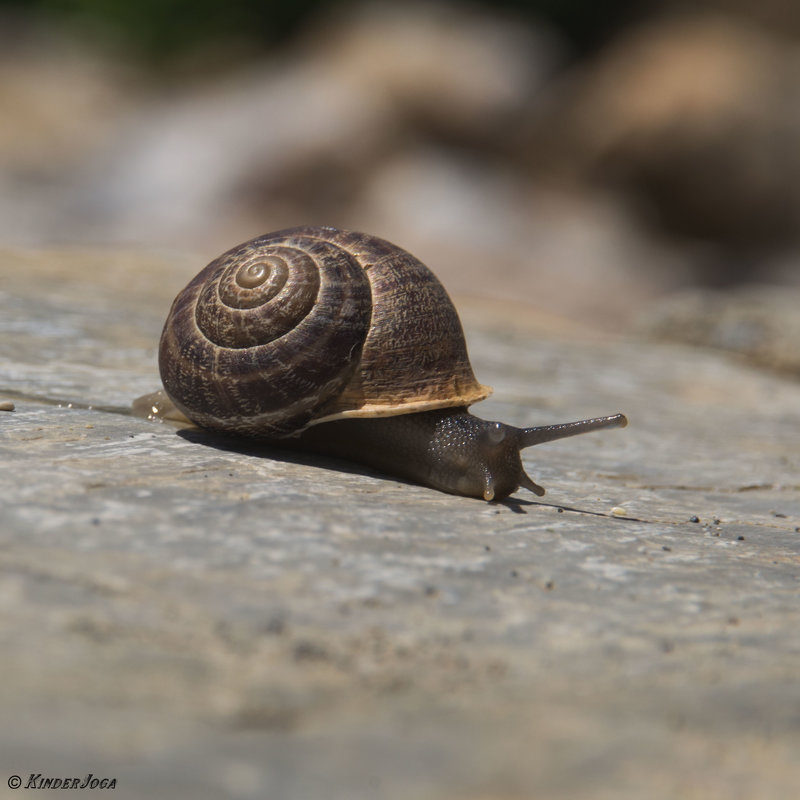 *** - Kinder Joga