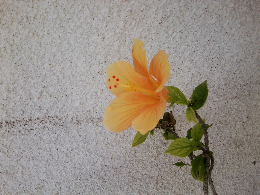 Солнечный цветок - Dogdik Sem