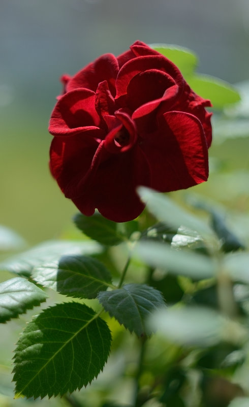 "роза красная цвела гордо и неторопливо" - Анатолий ...