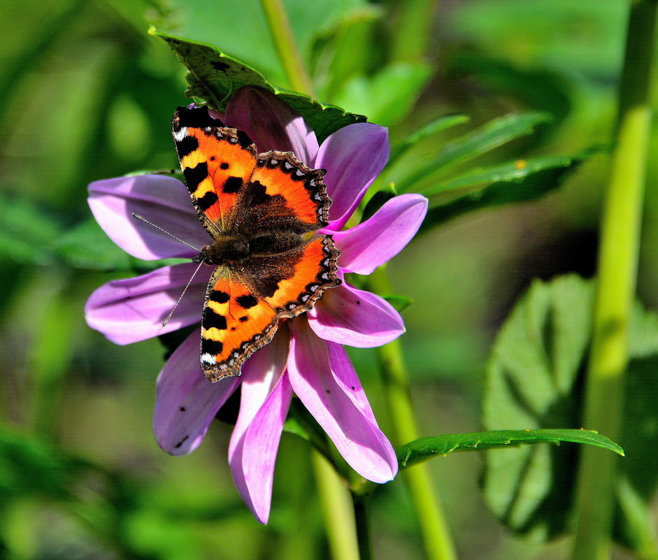 Бабочка на цветке - Елена Laskova