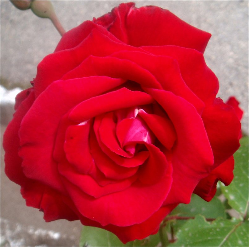 Красная роза - Нина Корешкова