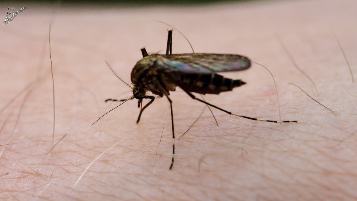 комар на руке - Андрей Иванов
