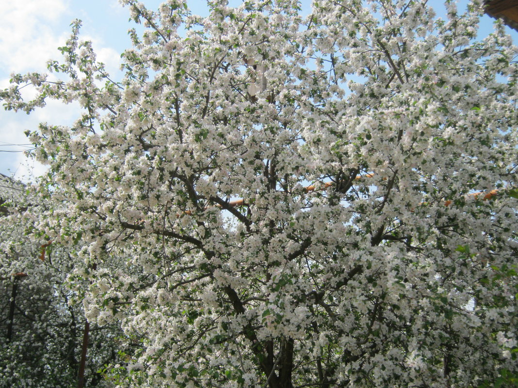 Яблони в цвету - галина 