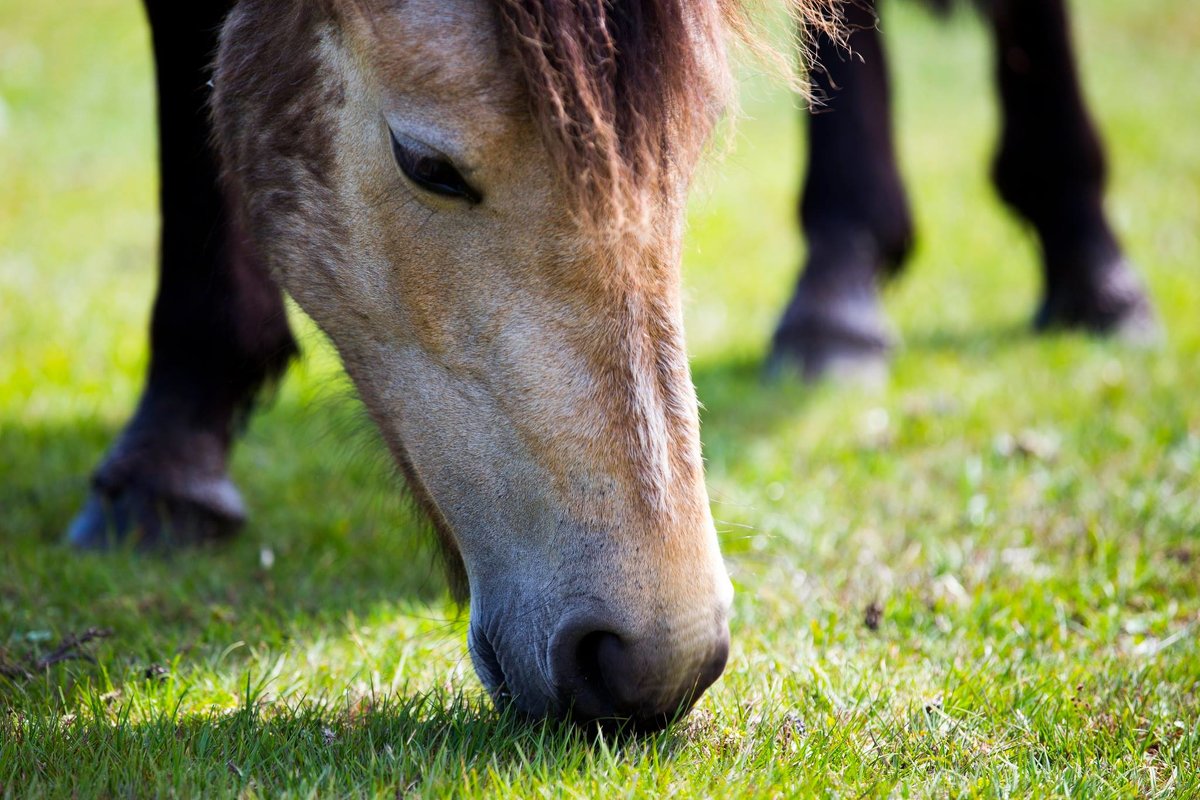 Horse - Vitaliy Turovskyy