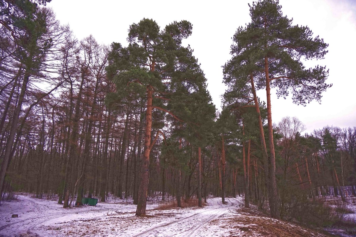 деревья - Вячеслав Киселев